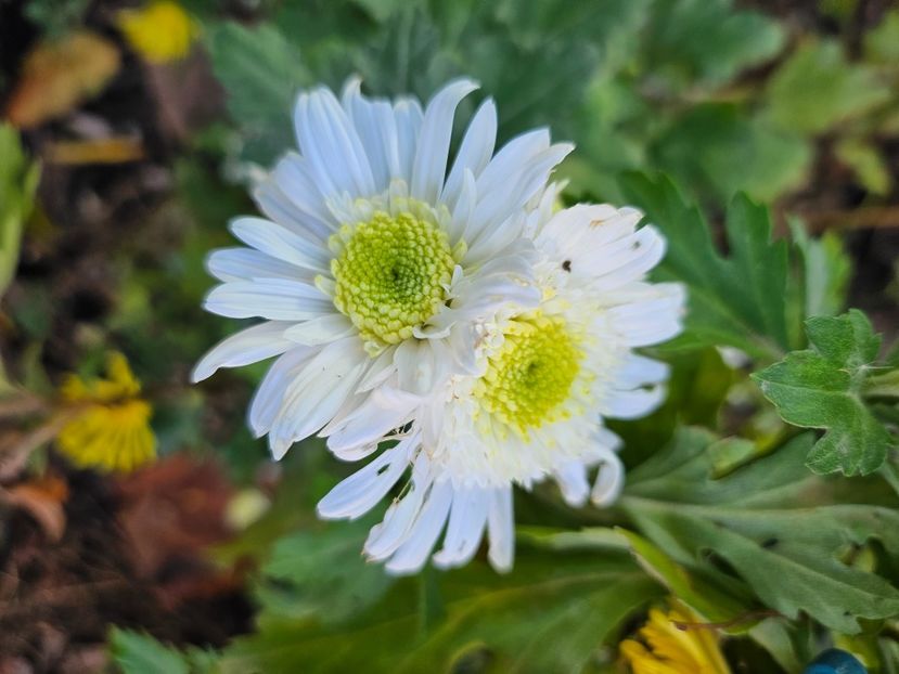  - Crizanteme 22 23 24