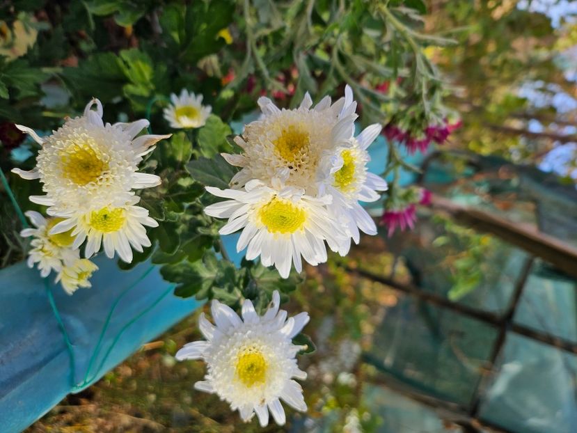  - Crizanteme 22 23 24