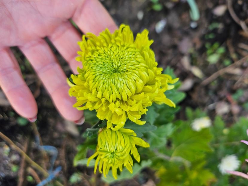  - Crizanteme 22 23 24