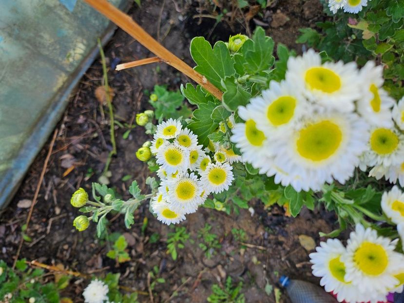  - Crizanteme 22 23 24