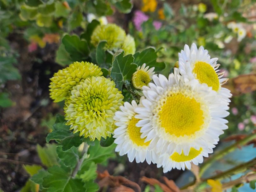  - Crizanteme 22 23 24