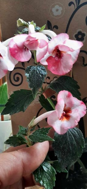 received_855880656318402 - Achimenes
