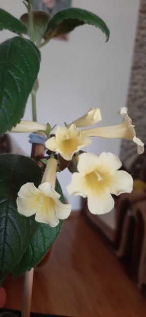 received_847701643565868 - Achimenes