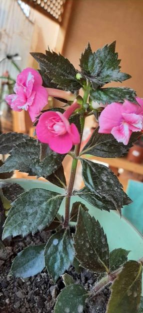 received_1016612449394245 - Achimenes