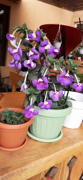 received_862700382022238 - Achimenes