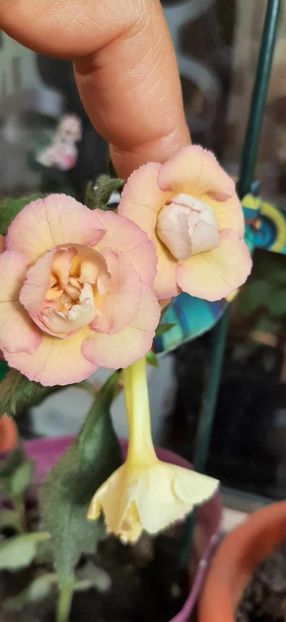 received_2025701711134516 - Achimenes