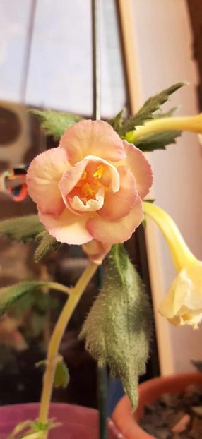 received_1310773019590326 - Achimenes