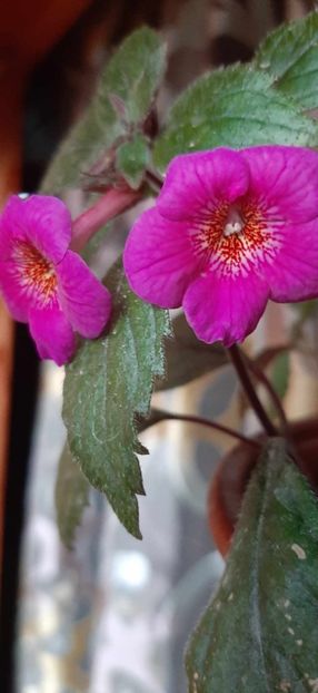 received_2425732360950624 - Achimenes