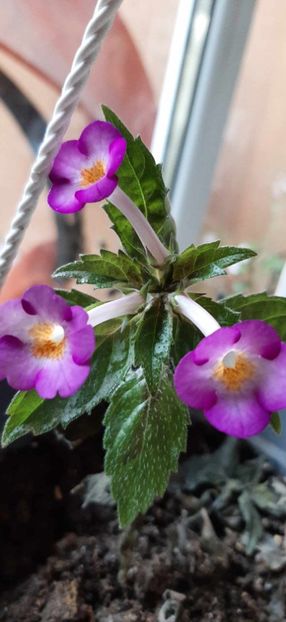 received_861850085516066 - Achimenes
