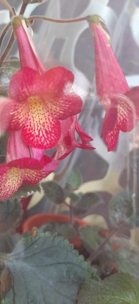 received_1703064956841171 - Achimenes