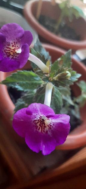 received_7288325867864304 - Achimenes