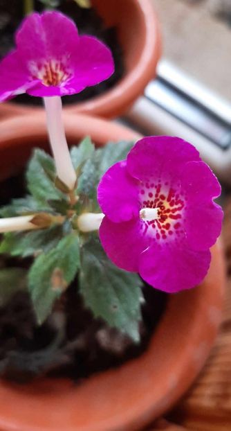 received_1040014247046156 - Achimenes
