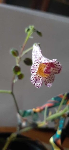 received_1044855033303309 - Achimenes