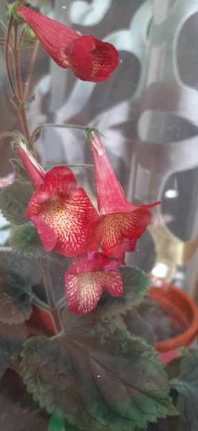received_985382682758751 - Achimenes
