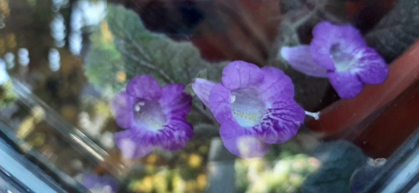 received_354543160381125 - Achimenes