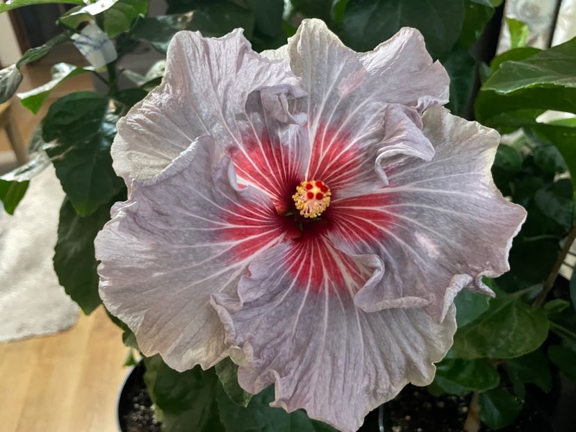  - 001 - Hibiscusi 2023