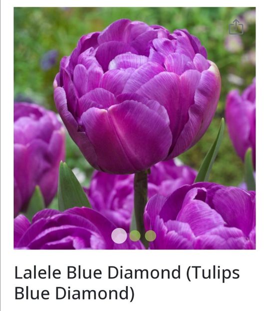 Screenshot_20231107_232702 - aaa Comanda plante 2022 2023 2024