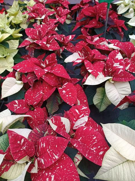 Img.2023.11.07 - Magazin 2