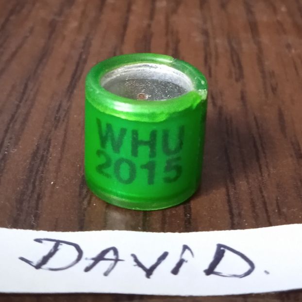 2015-Tara Galilor - Tara Galilor-WHU