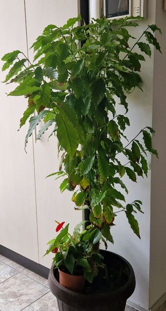 2023 A mai trecut un an... - Arborele de cafea