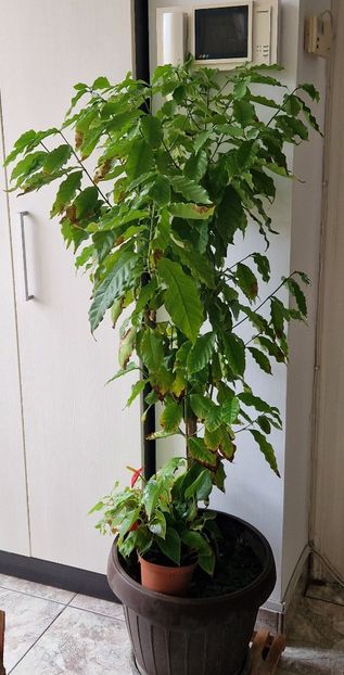  - Arborele de cafea
