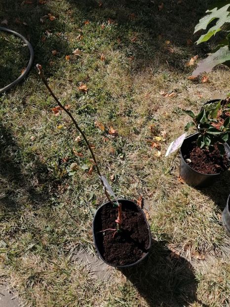 În afară de malus... tb să aibe 1,2-1.4 m - aaa Comanda plante 2022 2023 2024