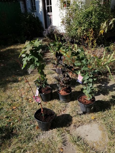 Toate au venit fff frumoase.. în afară de malus... - aaa Comanda plante 2022 2023 2024