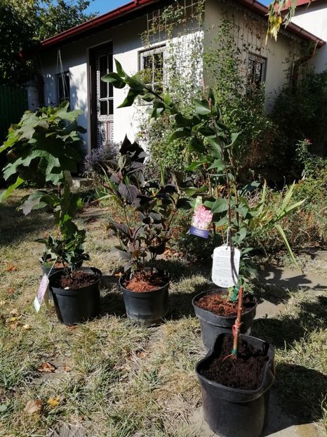 Comandă comună Maria(Clematite) - aaa Comanda plante 2022 2023 2024