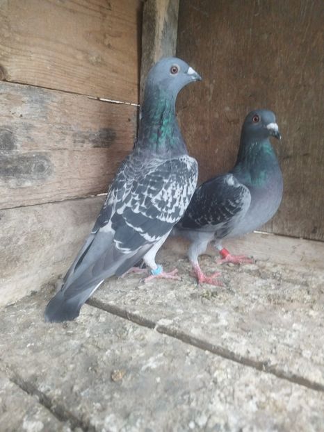  - Noua crescătorie de zbor