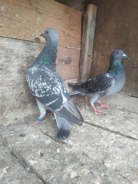  - Noua crescătorie de zbor