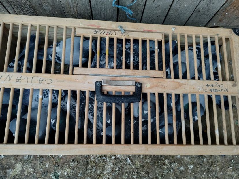  - Noua crescătorie de zbor