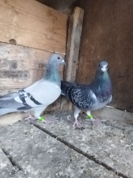  - Noua crescătorie de zbor