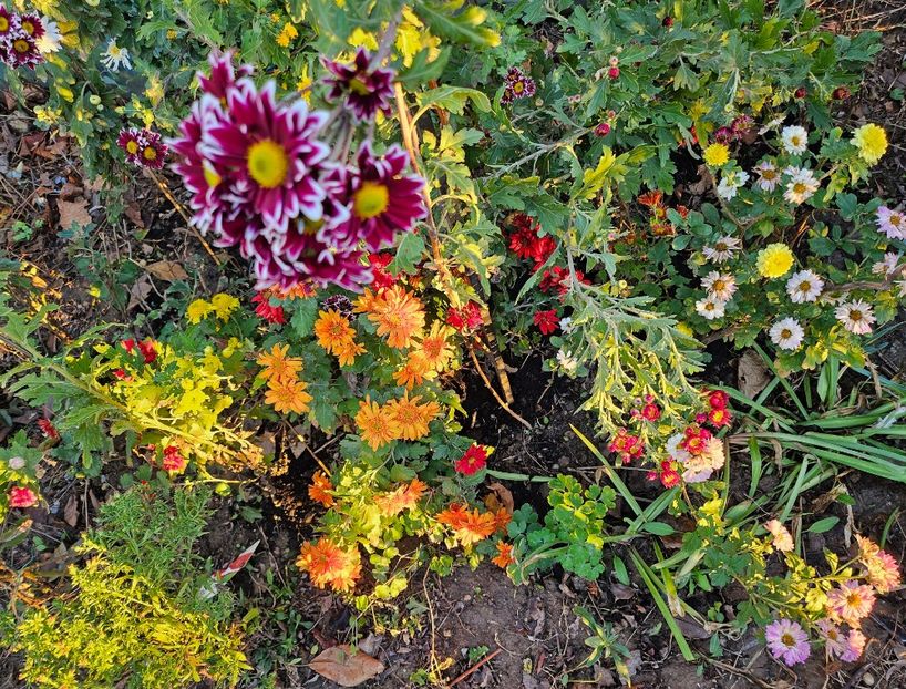  - Crizanteme 22 23 24