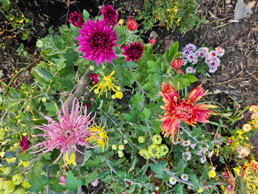  - Crizanteme 22 23 24