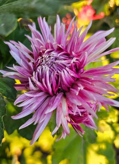  - Crizanteme 22 23 24