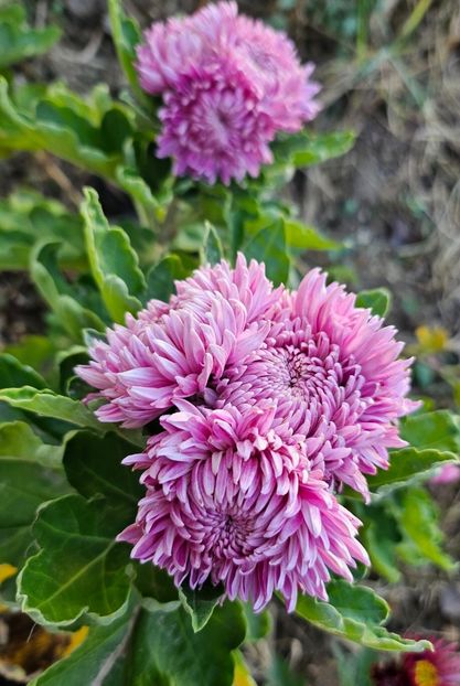  - Crizanteme 22 23 24