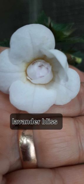 received_2139086733089718 - Achimenes