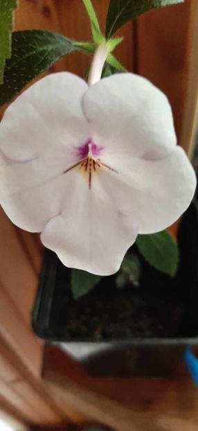 received_672460751692223 - Achimenes