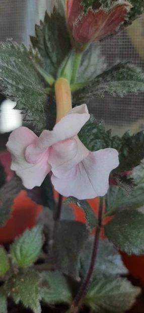 received_309083738583274 - Achimenes