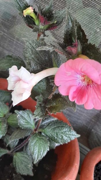 received_332503899397694 - Achimenes