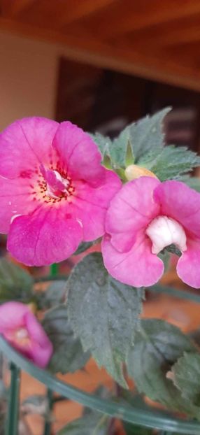 received_1024690838735982 - Achimenes