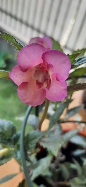 received_1325003978137332 - Achimenes