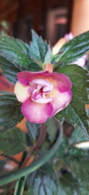 received_728914895947742 - Achimenes