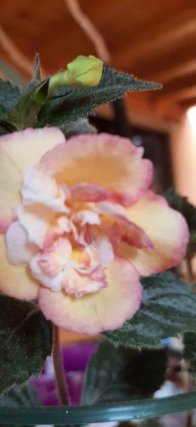 received_1265241008205267 - Achimenes