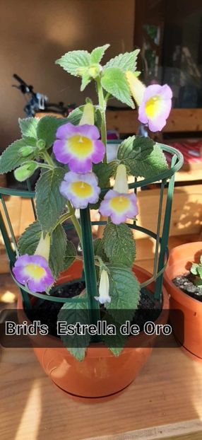 received_231655353089739 - Achimenes