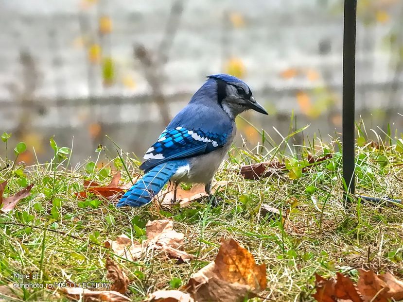 Blue Jay - Gaita albastra canadiana 3 - BIRDS - Pasari