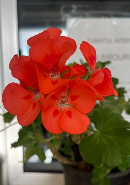 20231020_100731_IMG_9974 - Muscate