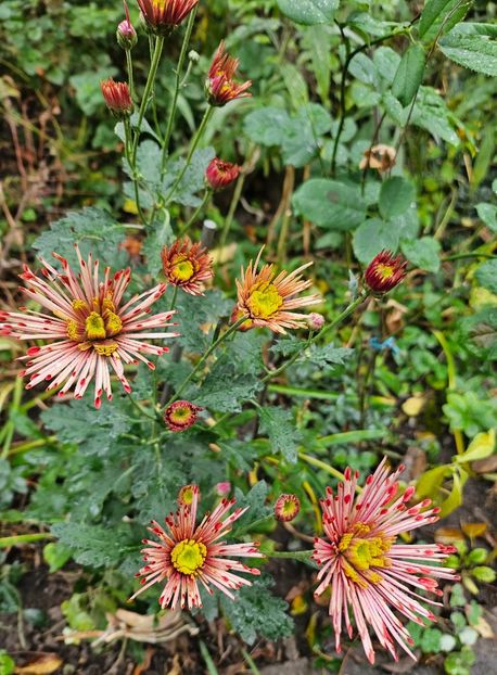  - Crizanteme 22 23 24