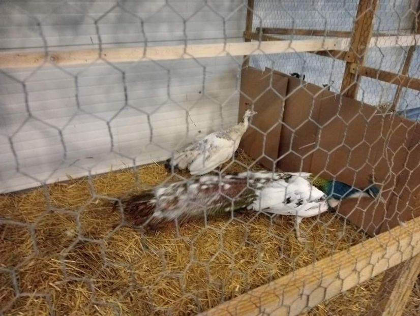  - Expo bucovina 2023