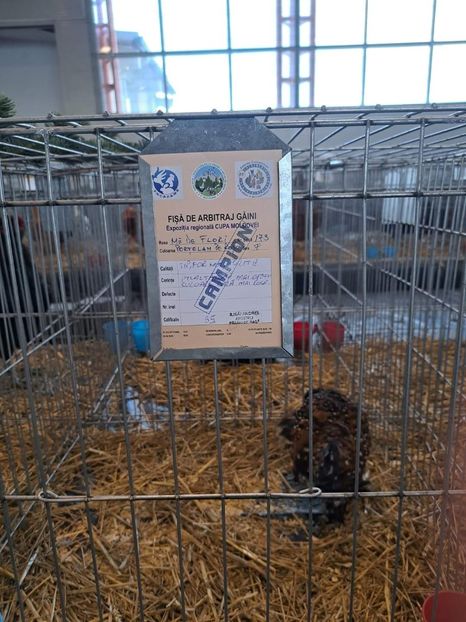  - Expo bucovina 2023